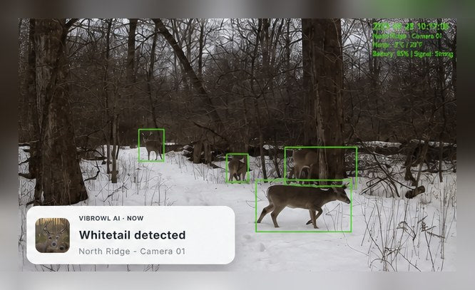 Whitetail deer detected by VIBROWL AI in a snowy forest