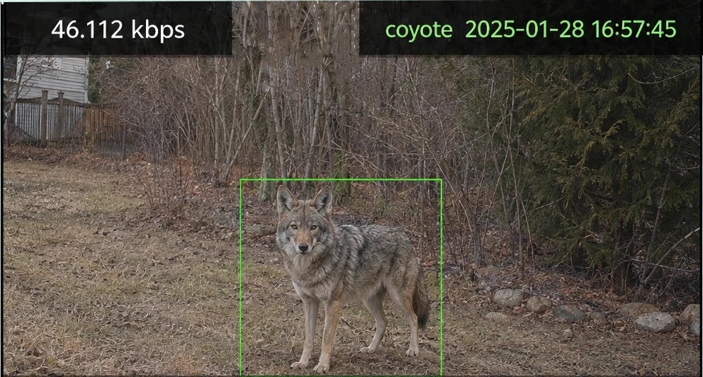 Actual AITrailCam live view showing a coyote recognition label and detection box