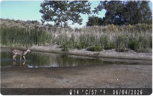 Trail camera wildlife record 1
