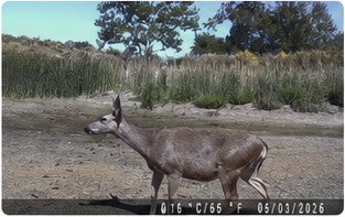 Trail camera wildlife record 2