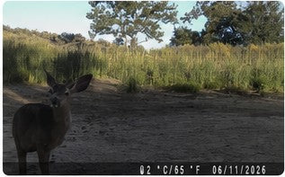 Trail camera wildlife record 3