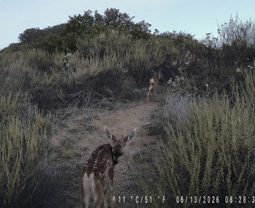 Trail camera photo of a deer captured for the SDRPF project
